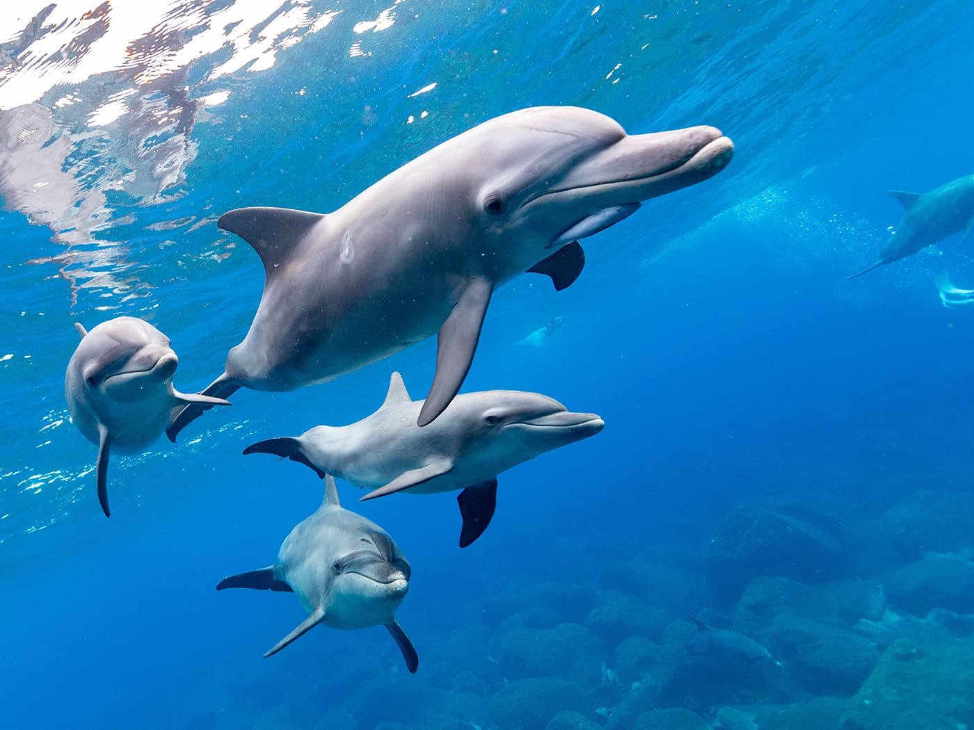 三宅島のドルフィンスイム