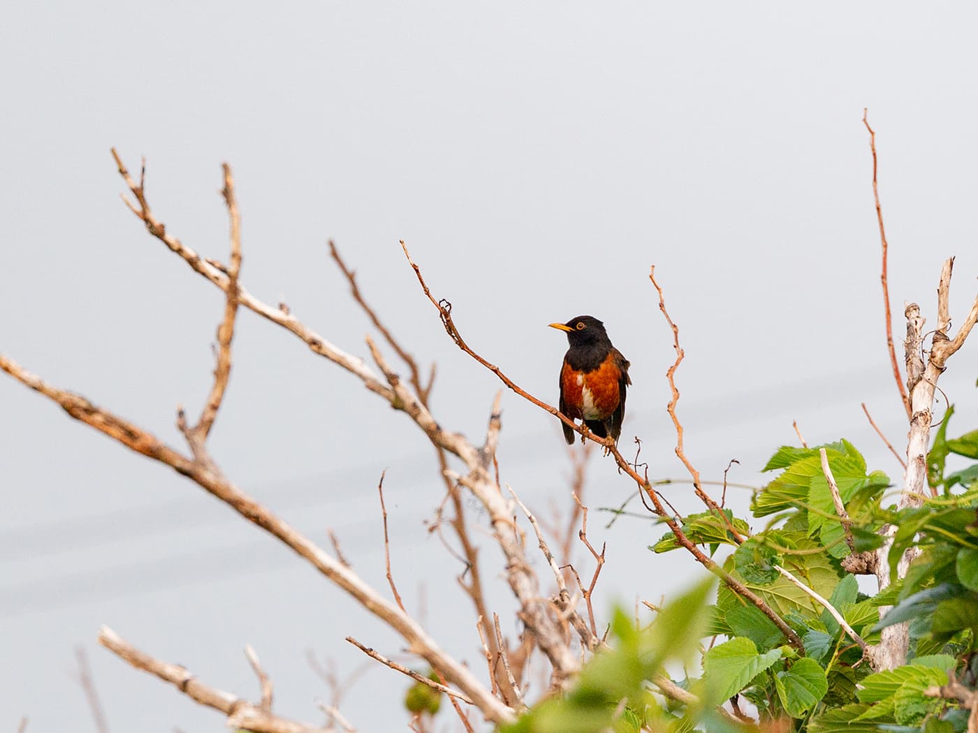 島のシンボル、アカコッコ